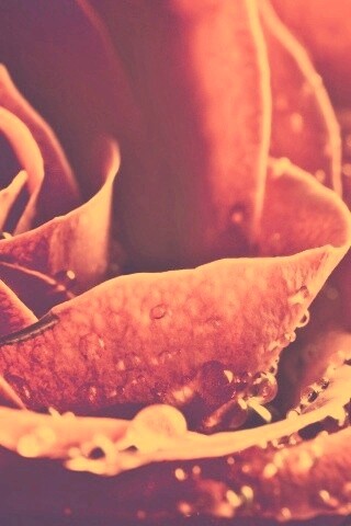 Капли на бутоне розы обои