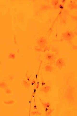 Нежные цветы обои