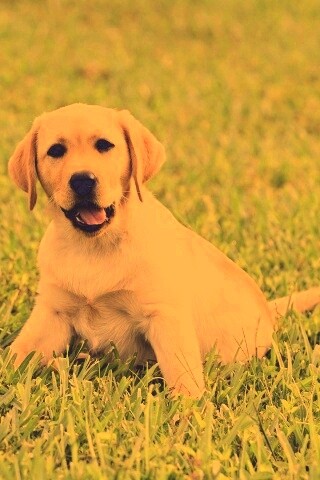 Щенок лабрадора в траве обои