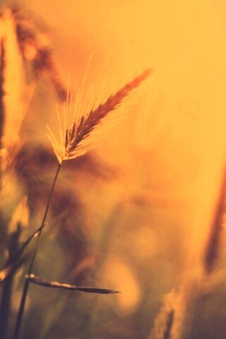 Травинки на солнце обои