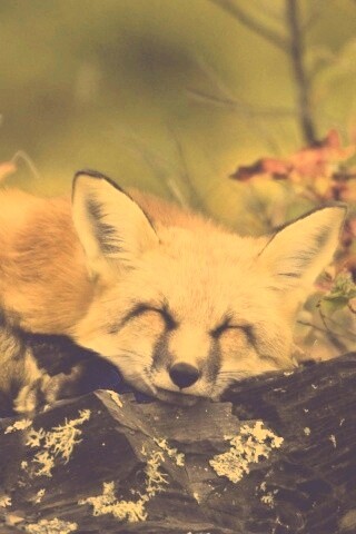 Спящая лиса обои