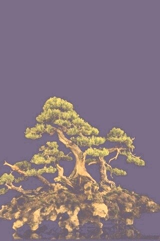 Миниатюрное дерево обои