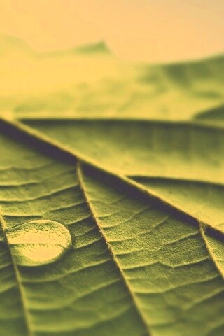 Капля на листе обои