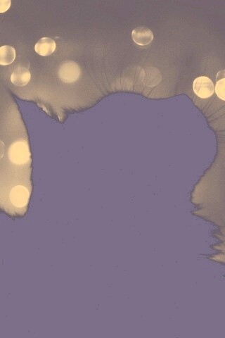 Силуэт черного кота обои