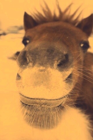 Морда пони обои