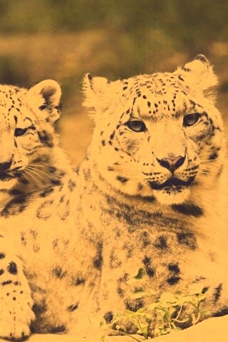 Самка снежного барса с котенком обои