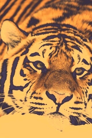 Тигр в снегу обои