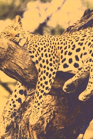 Спящий гепард обои