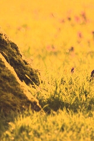 Дерево в траве обои