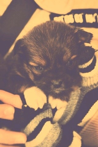 Два коричневых щенка обои