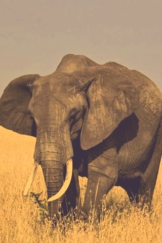 Африканский слон обои