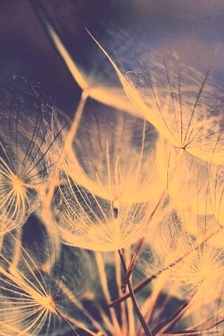 Семена одуванчика обои