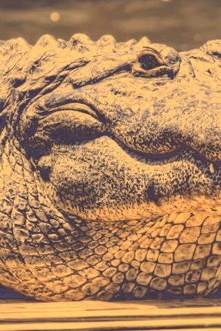 Синий крокодил обои