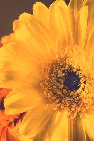 Желтый гербер обои