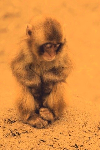 Детеныш обезьяны обои