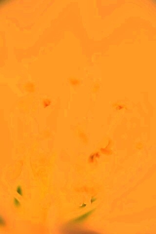 Желтые тычинки обои