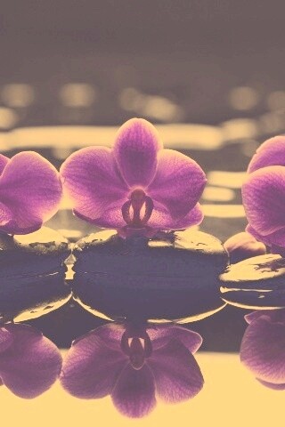 Орхидеи на камнях обои