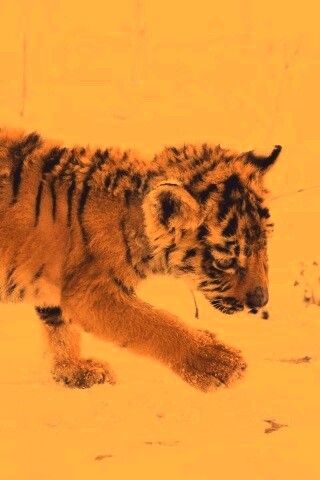 Тигренок на снегу обои