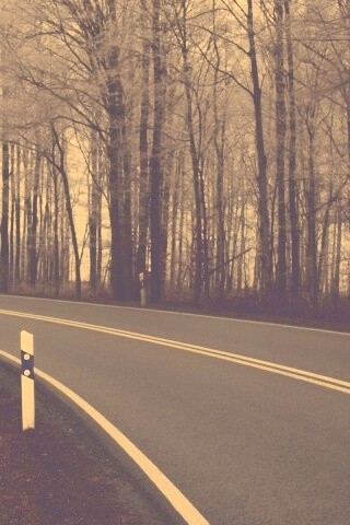 Дорога в осеннем лесу обои