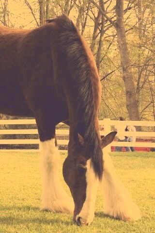 Лошадь с лохматыми ногами обои