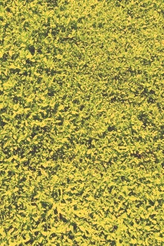 Чайные листья обои