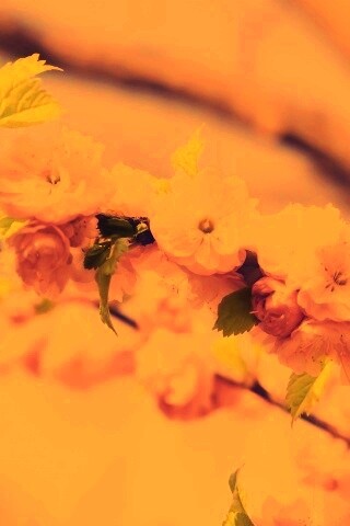 Ветка с цветами обои