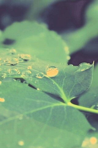 Синеватый лист обои