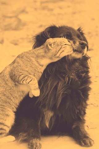 Поцелуй кошки и собаки обои