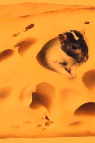 Мышка в сыре обои