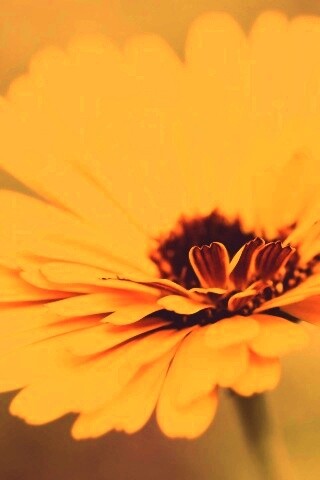 Желтый гербер обои