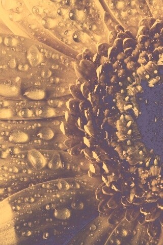 Капли на лепестках гербера обои