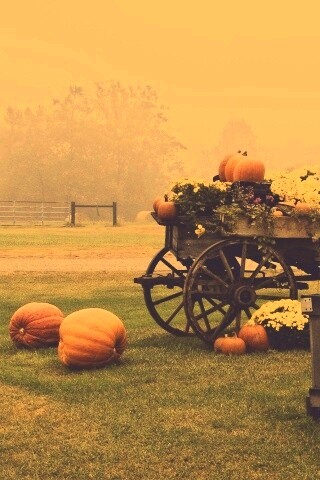 Урожай тыков обои