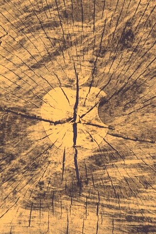 Логотип Apple на бревне обои