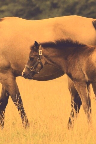 Жеребенок и беременная кобыла обои