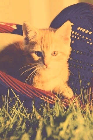 Рыжий котенок в корзине обои