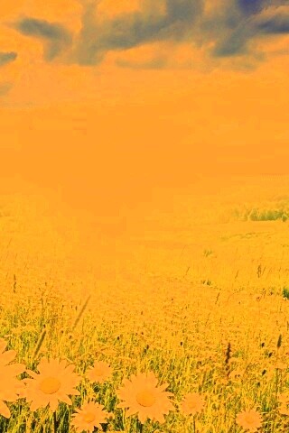 Летний восход обои