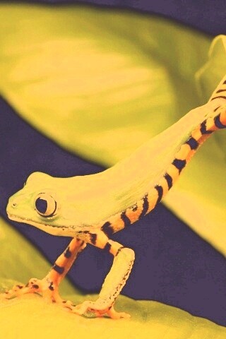 Лягушка переползает с листа на лист обои