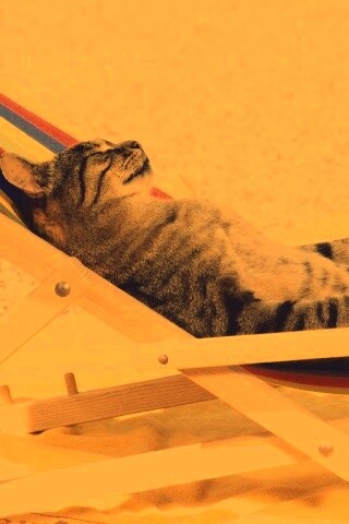 Кот в отпуске обои