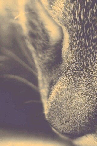 Мордочка кота обои