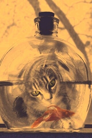 Кот наблюдает за рыбкой в бутылке обои