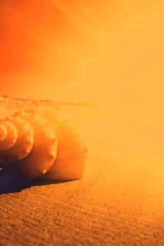 Золотистая ракушка обои