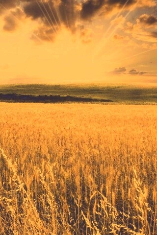 Восход над пшеничным полем обои