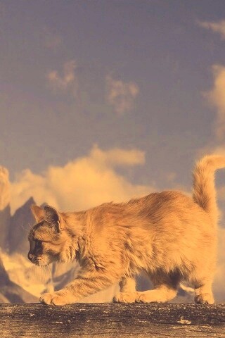 Рыжий котик в горах обои