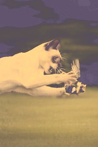 Кошка ловит птичку обои