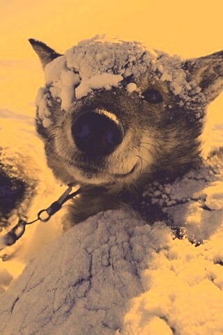 Собачка под снегом обои