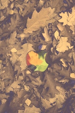 Эпл в сухой листве обои