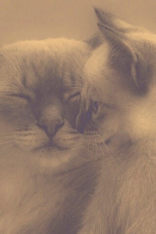 Кошка с котенком обои