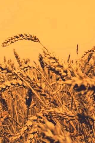 Пшеничные колосья обои