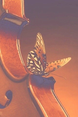 Бабочка на скрипке обои