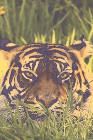 Морда тигра в траве обои